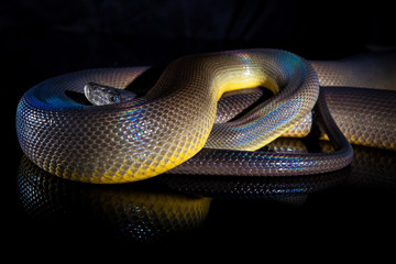 Fototapeta premium Single Rainbow Serpent Water Python - Liasis fuscus - isolated on black mirror