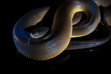 Single Rainbow Serpent Water Python - Liasis fuscus - isolated on black mirror