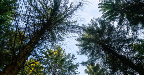 Silent Forest in spring with beautiful bright sun rays