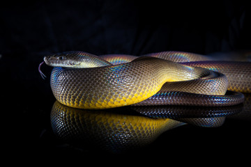 Single Rainbow Serpent Water Python - Liasis fuscus - isolated on black mirror