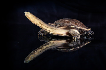 Australian eastern long-necked turtle in heavy rain on black mirror