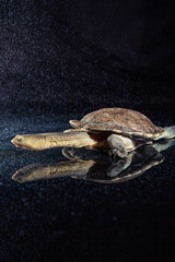 Australian eastern long-necked turtle in heavy rain on black mirror