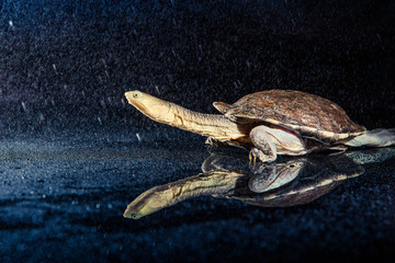 Australian eastern long-necked turtle in heavy rain on black mirror