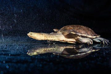 Australian eastern long-necked turtle in heavy rain on black mirror