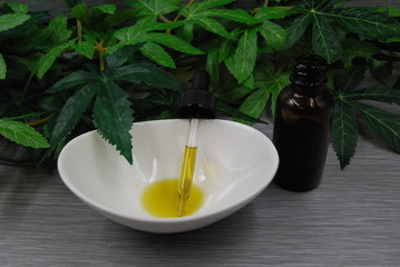 CBD Oil in dish with pipette and bottle with a background of leaves