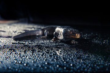 Black blue tongued lizard in wet dark shiny environement