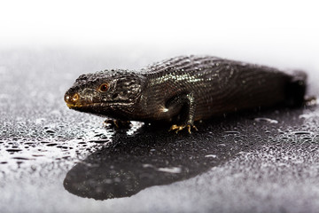 Black blue tongued lizard in wet dark shiny environement