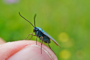 Fototapeta premium Schmetterlinge Deutschlands - Ampfer-Grünwidderchen