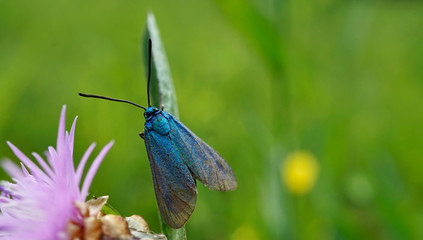 Schmetterlinge Deutschlands - Ampfer-Grünwidderchen