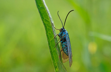 Schmetterlinge Deutschlands - Ampfer-Grünwidderchen