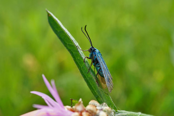 Schmetterlinge Deutschlands - Ampfer-Grünwidderchen