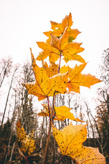 Yellow-red wooden leaves on the trunk. Yellowing leaves between scrubs during daylight hours.