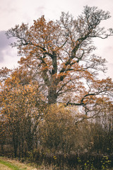 Fototapeta na wymiar Old oak tree in autumn. Tree in overcast skys with yellow, withered leaves in shrubs.