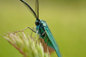 Schmetterlinge Deutschlands - Ampfer-Grünwidderchen