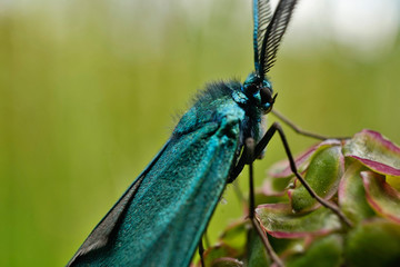 Schmetterlinge Deutschlands - Ampfer-Grünwidderchen