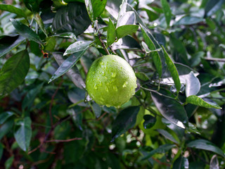 雨上がり、柑橘類の実（木なり)