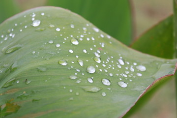 drops of water