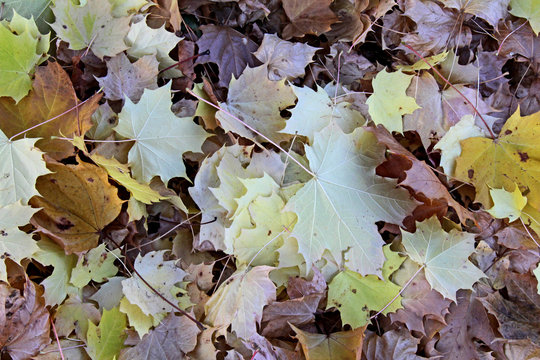 colori d'autunno; le tinte tenui delle foglie d'acero