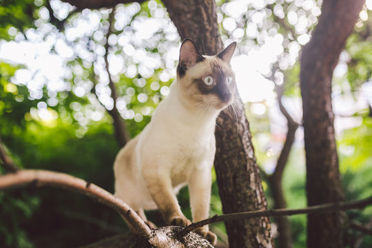 Cat climbing tree. cat hunts on tree. adorable cat portrait stay on tree branch. purebred shorthair cat without tail. Mekong Bobtail sitting on tree. Cat animal hencat on branch in natural conditions