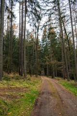 Autumn forest footpath. Orange leaves grabbing around. Nature Trail Svatojanske proudy. Slapy, Czech Republic. 