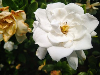 Obraz na płótnie Canvas closeup of white flower