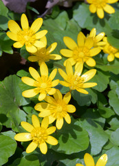 Pretty florets of saturated yellow color in direct sunlight. Lesser celandine (Ficaria verna, buttercup family) blooms beautifully in April