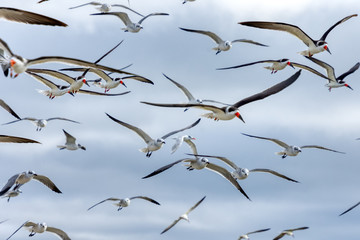 The Black Skimmer (Rynchops niger) is a beautiful Tern-like bird whose lower bill is longer than its upper one. These are seen in flight over a central Florida gulf coast beach.