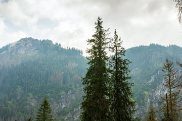 green pine forests in mountain