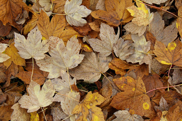 Naklejka na ściany i meble colori d'autunno; tappeto di foglie di acero (Acer pseudoplatanus)
