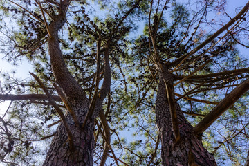 scots pine always green coniferous tree popular in europe and asia..