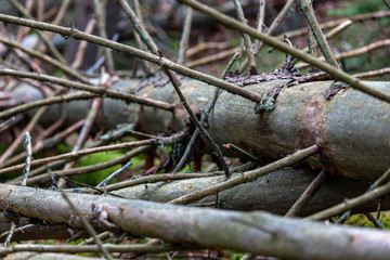Fallen dry trees in the forest. Logs of old trees in a nature reserve in Central Europe.