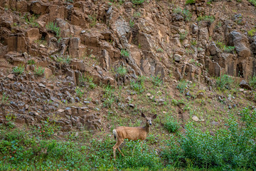 Mule Deer Doe