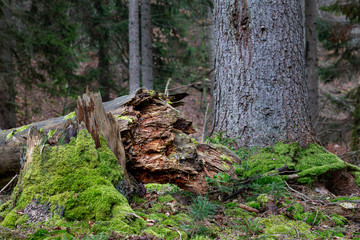 Fallen dry trees in the forest. Logs of old trees in a nature reserve in Central Europe.