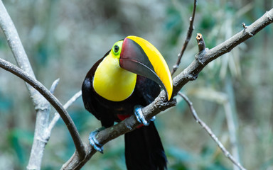 Tucan 1