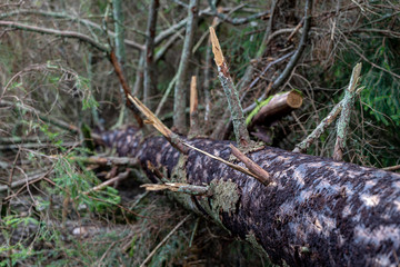 Tree trunk infested with bark beetle. Tree trunk eaten by forest parasite.