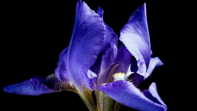 Time-lapse of growing blue iris flower. macro