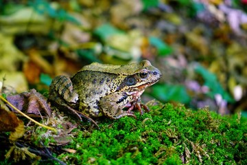 European common frog in the autumn forest