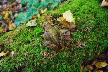 European common frog in the autumn forest
