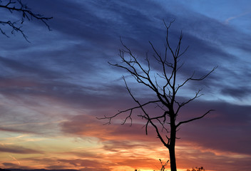Tree silhouette without leaves on a beautiful sunset