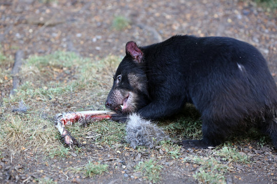 Tasmanischer Teufel  (sarcophilus harrisii) in Tasmanien. Australien