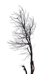 Silhouette of dead tree isolated on white background