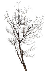 Silhouette of dead tree isolated on white background