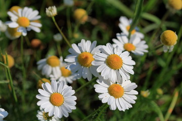 Obraz premium daisies in the garden