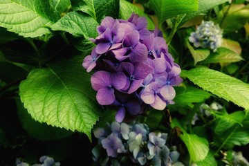 Beautiful hydrangea flower in the garden