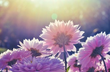 Fototapeta na wymiar Pink chrysanthemum flowers in the sun