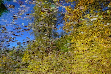 Reflection and fallen autumn leaves in the lake 
