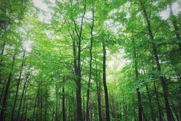 Fototapeta na wymiar Lush greenery in a beech forest in the summer