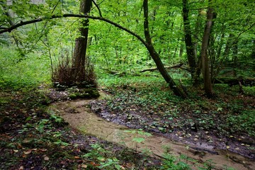 Stream flows through the dense summer forest 