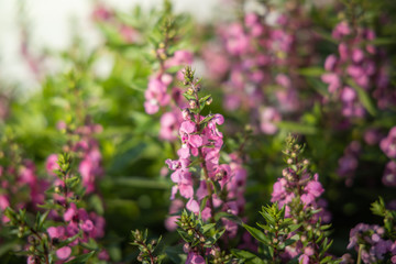 The background image of the colorful flowers