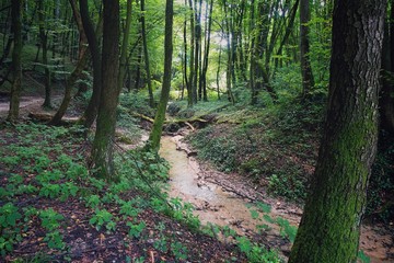 Stream flows through the dense summer forest 